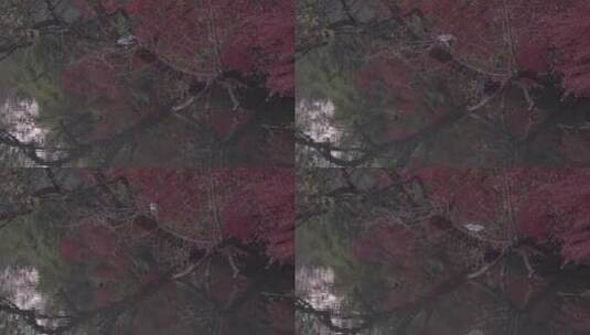 诗画江南4K 园林庭院 红叶 鸟 白鹭高清在线视频素材下载