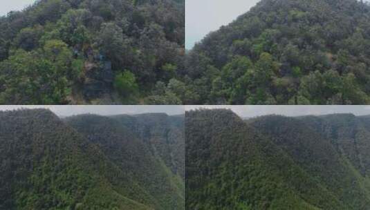 原始森林穿行视频云南山区拍摄松树林远景高清在线视频素材下载