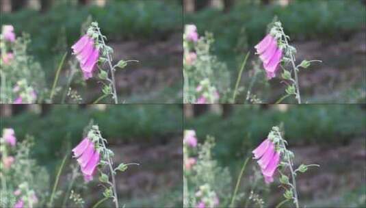 粉色的喇叭花随风飘动高清在线视频素材下载