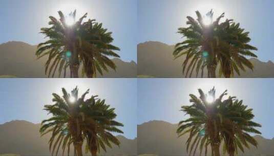 太阳照耀下的棕榈树高清在线视频素材下载