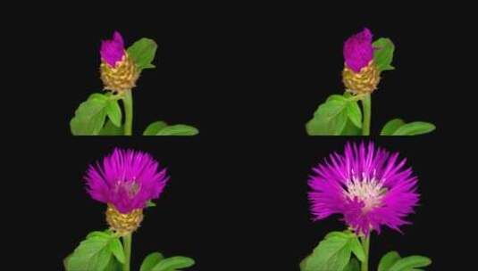 紫色菊花绽放延时高清在线视频素材下载