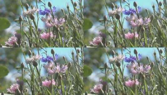 随风摆动的花朵高清在线视频素材下载
