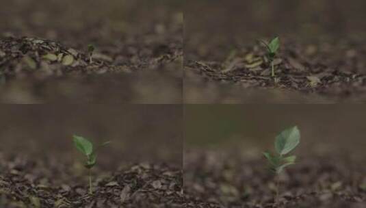 植物生长各角度拍摄高清在线视频素材下载