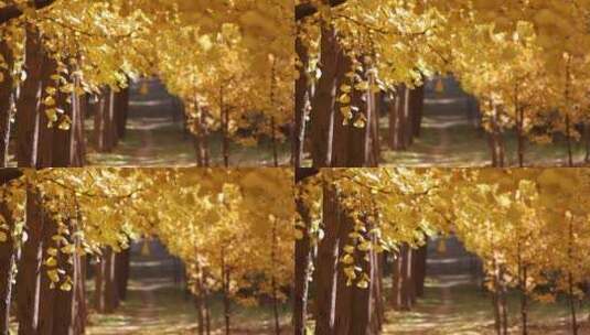 秋天的银杏叶光影高清在线视频素材下载
