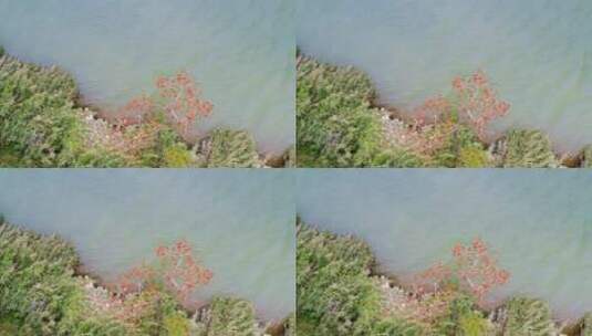红木棉花开了 南宁邕江边 4K航拍高清在线视频素材下载