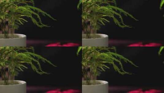 盆栽绿植特写高清在线视频素材下载