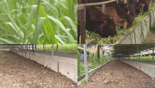 黄牛养牛场吃草肉牛养殖处理有机肥高清在线视频素材下载