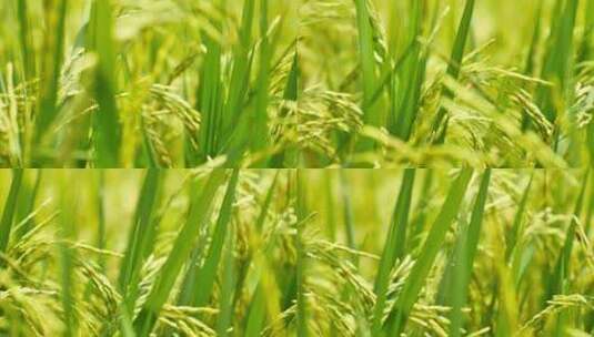 颗粒饱满的水稻丰收静距离展示高清在线视频素材下载