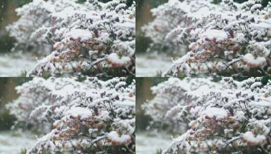 雪中的植物被积雪覆盖视频视频素材高清在线视频素材下载