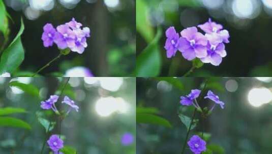 广州天河华南植物园紫色小花高清在线视频素材下载