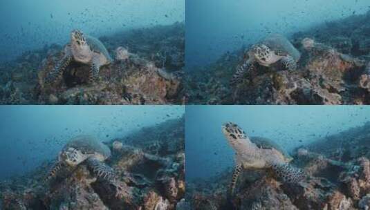 在深海里游泳的海龟特写高清在线视频素材下载