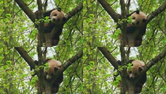 可爱的国宝大熊猫树上睡觉高清在线视频素材下载