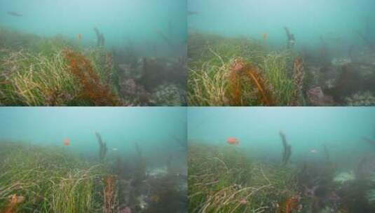 海底海草鱼类海洋生物高清在线视频素材下载