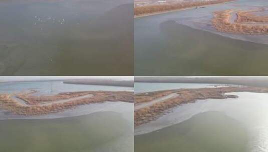 北方冬季河流湿地风光鸟类自然航拍高清在线视频素材下载