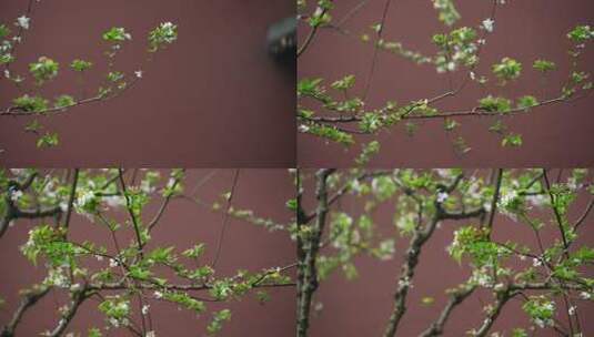 杭州钱王祠春天清明节雨天古建筑自然唯美高清在线视频素材下载