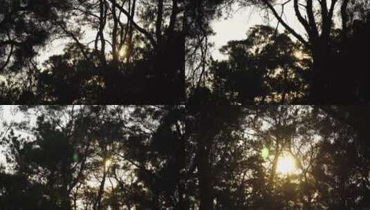 松树林树林逆光剪影树木夕阳森林夜幕降临高清在线视频素材下载