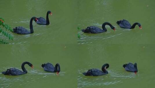 公园池塘黑天鹅游泳高清在线视频素材下载