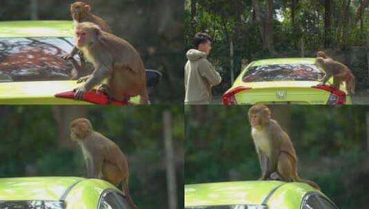 猴子与人龙虎山猕猴恒河猴高清在线视频素材下载