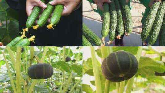 黄瓜绿色有机蔬菜种植高清在线视频素材下载