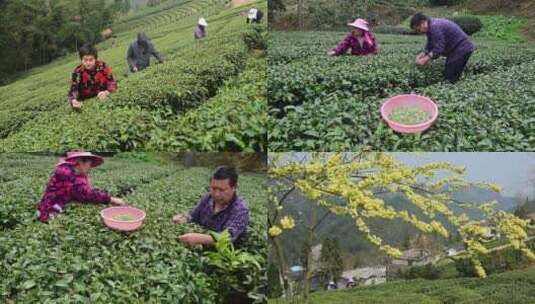 合辑采茶茶叶茶绿茶采茶茶山春茶茶园高清在线视频素材下载