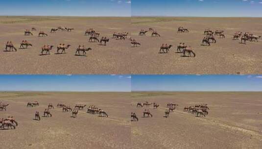 无人区野骆驼群高清在线视频素材下载