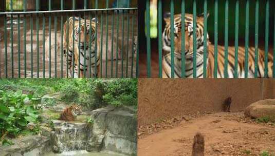 广州动物园动物视频（猛兽篇）高清在线视频素材下载