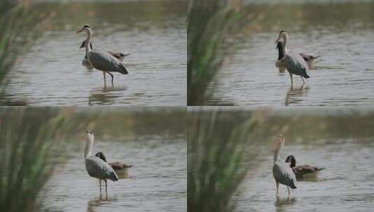 灰鹭鸟在宁静的水面行走高清在线视频素材下载