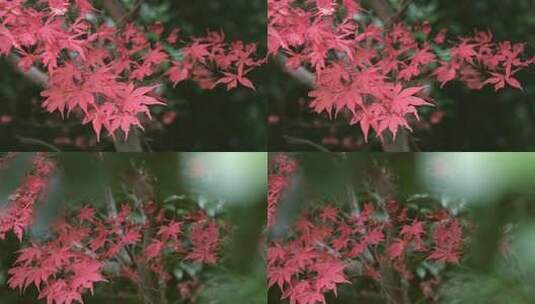 秋天红色的枫叶高清在线视频素材下载