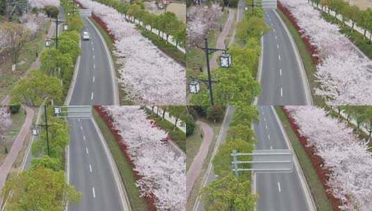 苏州树山地区春季原生态花开季节高清在线视频素材下载