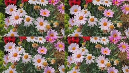 实拍城市公园春天百花盛开鲜花植物高清在线视频素材下载