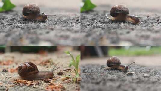 蜗牛小蜗牛自然昆虫生物高清在线视频素材下载