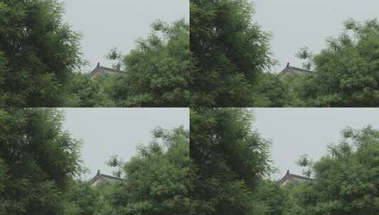 夏日风吹过树叶升格高清在线视频素材下载