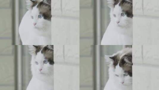 可爱的布偶宠物猫高清在线视频素材下载
