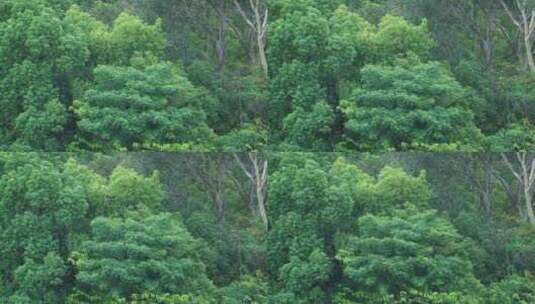 风吹树林特写森林风吹树叶随风摇曳自然景观高清在线视频素材下载