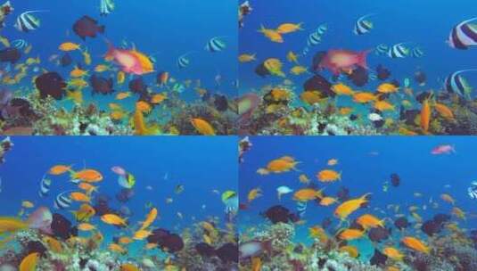 美丽大海鱼群高清在线视频素材下载