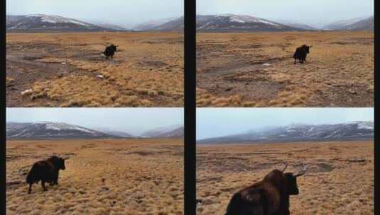4K高清实拍高原动物牦牛高清在线视频素材下载