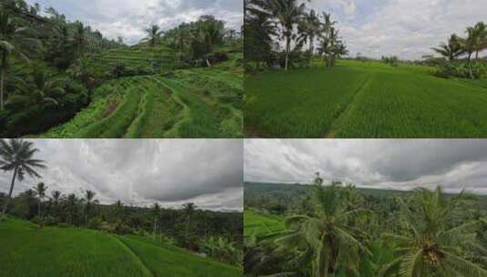 FPV无人机航拍巴厘岛度假村雨林森林稻田高清在线视频素材下载