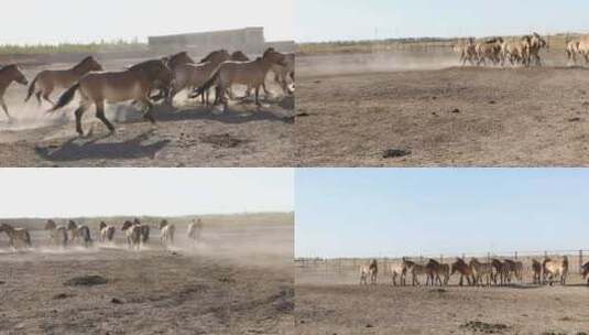 s3新疆野马繁殖研究中心群马奔腾高清在线视频素材下载