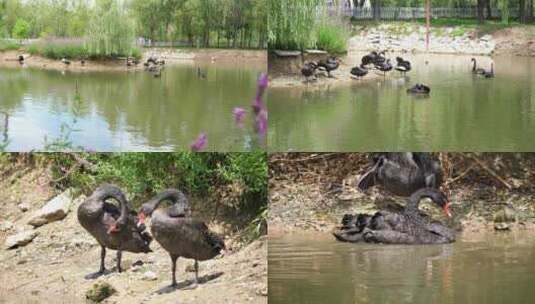 天鹅 黑天鹅 天鹅湖 水鸟高清在线视频素材下载