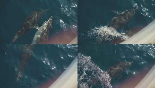 一群海豚在蓝色的海水中嬉戏高清在线视频素材下载