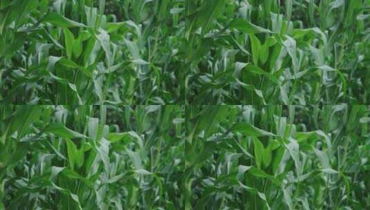 玉米叶农村种植高清在线视频素材下载