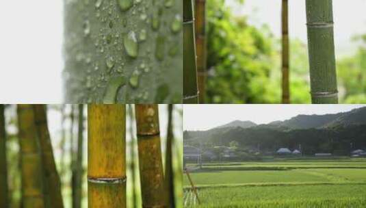 特写雨后竹林风景高清在线视频素材下载