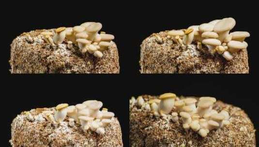 4k食用蘑菇生长大延时摄影加工视频素材高清在线视频素材下载