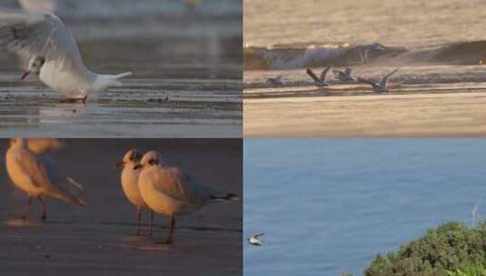 海边海滩海鸟觅食海燕海鸥飞翔鹬鸟海浪沙滩高清在线视频素材下载