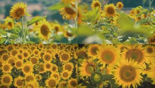 【合集】做一朵向日葵，向阳而生高清在线视频素材下载
