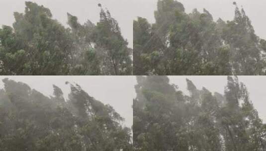 森林狂风暴雨风吹树林风吹雨打树木台风下雨高清在线视频素材下载