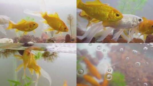 鱼缸的小金鱼高清在线视频素材下载