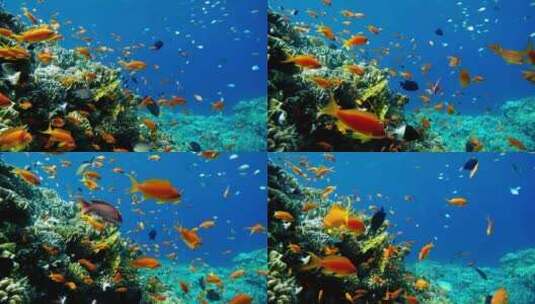 海底热带鱼类和珊瑚花园海鱼暗礁海洋自然高清在线视频素材下载
