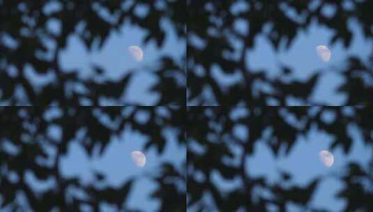 4K-透过树叶看月亮的意境小景高清在线视频素材下载