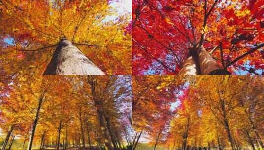 【15分钟】秋天风景-红枫 银杏 落羽杉 落叶高清在线视频素材下载